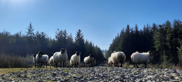 Local Sheep on The Leitrim Way