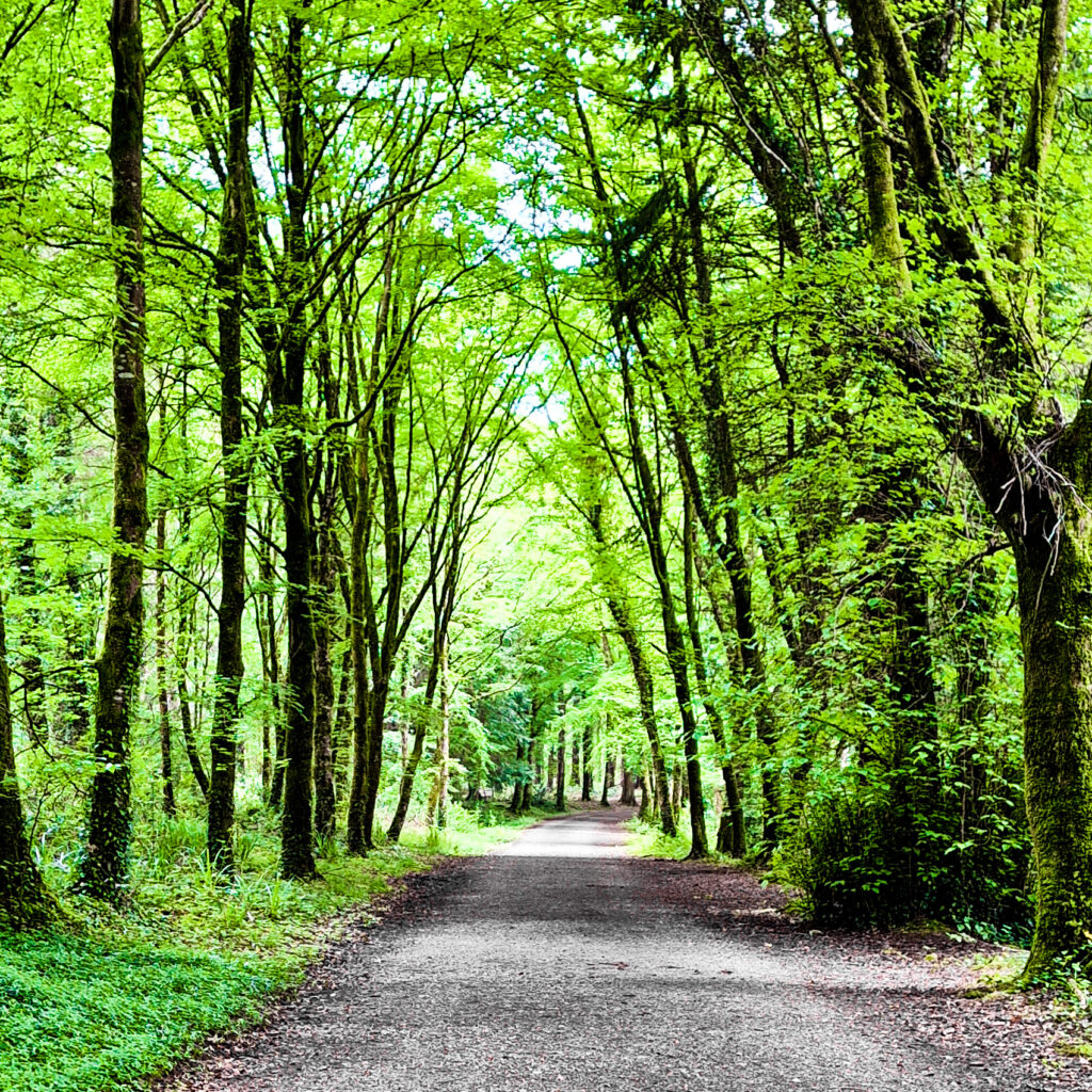 Derrycarne Woods